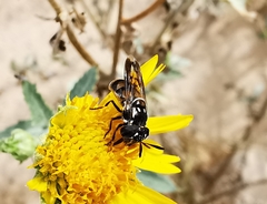 Copestylum limbipenne