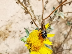 Copestylum limbipenne