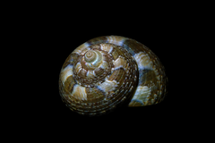 Steromphala umbilicaris