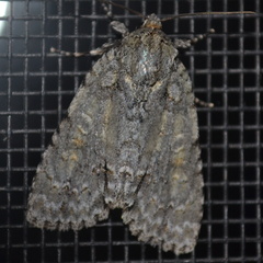 Acronicta immodica