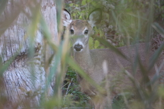 Odocoileus virginianus