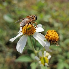 Palpada vinetorum