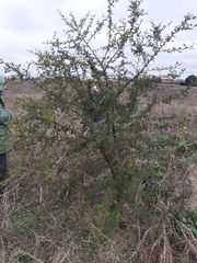 Vachellia caven
