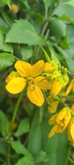 Senna nitida