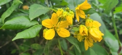 Senna nitida