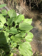 Hosta