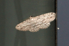 Psilosticha absorpta