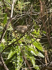 Sericornis frontalis