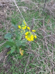 Brassica
