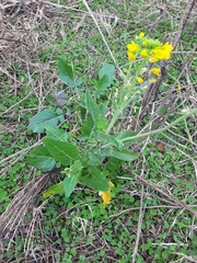 Brassica