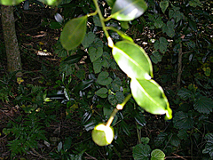 Melodinus baueri