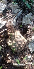 Dioscorea mexicana