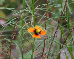 Papaver heterophyllum
