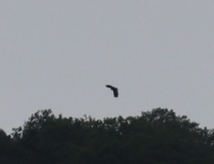 Buteogallus solitarius