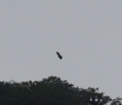 Buteogallus solitarius