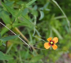 Papaver heterophyllum