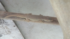 Hemidactylus frenatus