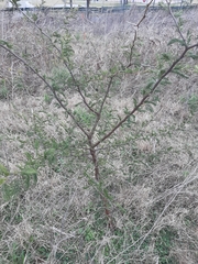 Vachellia caven