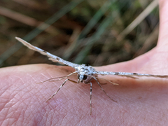 Thallogama corticola