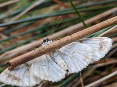 Thallogama corticola
