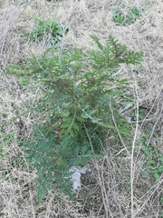 Solanum sisymbriifolium