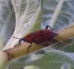 Rhodobaenus sanguineus