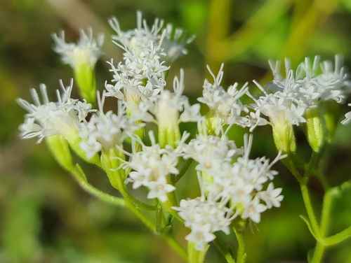 Ageratina jucunda image