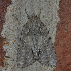 Acronicta immodica