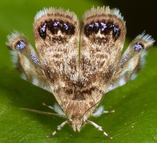Peacock Brenthia Moth photo 3