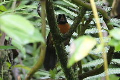 Oreothraupis arremonops