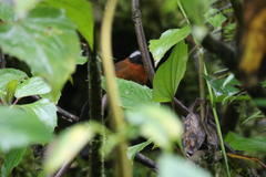 Oreothraupis arremonops