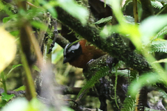 Oreothraupis arremonops