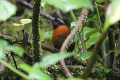 Oreothraupis arremonops