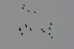 Ognorhynchus icterotis