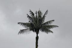 Ceroxylon quindiuense