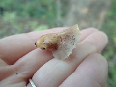 Gliophorus