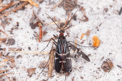 Mourning Scorpionfly photo 6