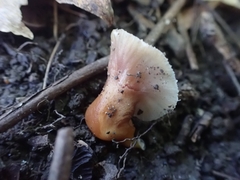 Gliophorus