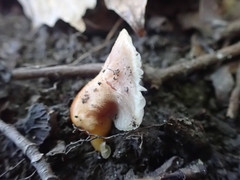 Gliophorus
