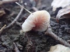 Gliophorus