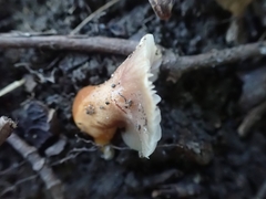 Gliophorus