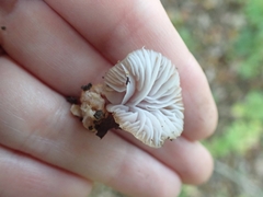 Gliophorus