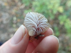 Gliophorus