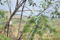 Pyrocephalus rubinus