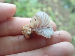 Gliophorus