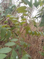 Holarrhena floribunda