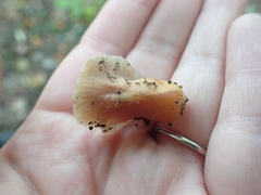 Gliophorus