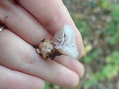 Gliophorus