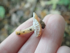 Gliophorus