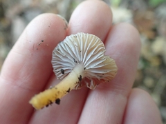 Gliophorus